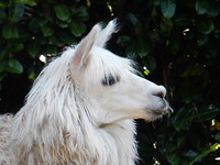 Lama!