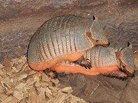 Sexende Gordeldieren!