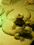 Chuckwalla's!