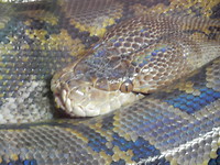 Python!