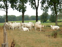 Kudde witte koeien!