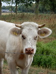 Veel last van vliegen!