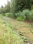Waterplanten staan droog!