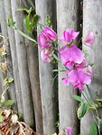 Lathyrus!