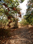Al herfst in het bos!