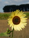 Zonnebloem!