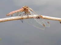 Libelle!