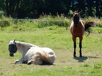 Paarden last van de vliegen!