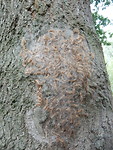 Nest vol verdroogde processierupsen!