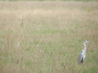 Eenzame Reiger!