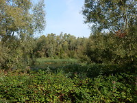 Biesbosch!