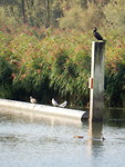 Veel watervogels!