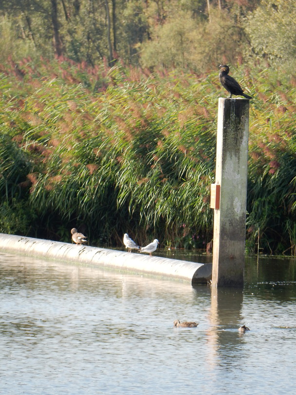 Veel watervogels!