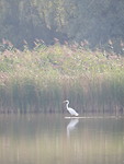 Witte Reiger!