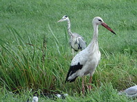 Ooievaar en Reiger!