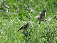 Putters of Distelvink!