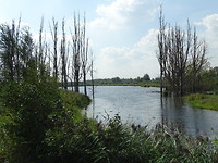 Biesbosch!