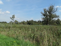 Biesbosch!