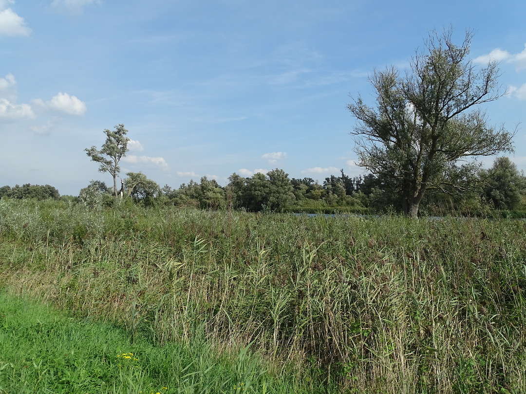 Biesbosch!