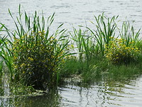 Waterteunisbloem!