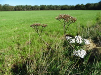 Weilanden en bossen!