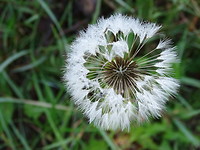 Uitgebloeide Paardebloem!