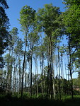 Hoge bomen vangen veel wind!