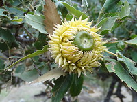 Wie weet wat dit is?