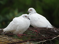 Twee duiven in het dorpje Aghapi!