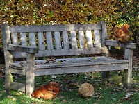Kasteeltuin van Neerijnen!