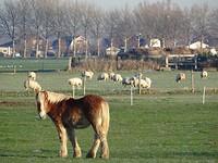 Net buiten Meeuwen!