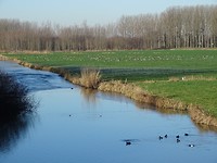 Grote groepen ganzen!