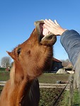 Leuk paardje!