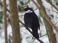 Vreemde Vogel!