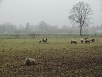 Kudde schapen!