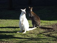 Albino Wallaby in de zon!