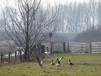 Veel groepen ganzen!