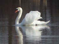 Zwaan!