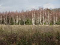 Berkenbos!