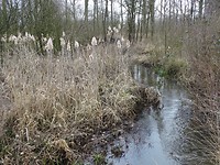 Beekje!
