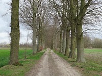 Laan met beuken en eikenbomen!