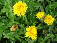 Paardebloemen!