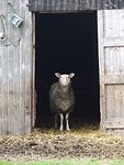 Mooi schaap!