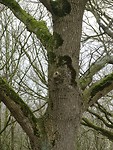 Bemoste bomen langs de Herdersweg!