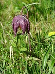 De zeldzame kievitsbloem!