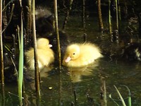 Lief!