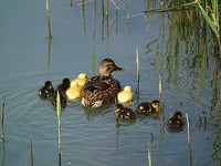 Familie!