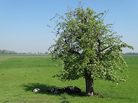 Schaapjes onder de boom!