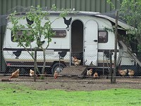 Echte Kip Caravan!