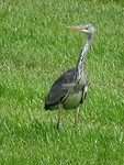Blauwe Reiger!